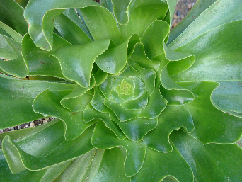 Aeonium undulatum